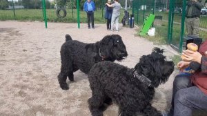 Чёрный Терьер Собака Сталина Собака Берии & Chibo Dog Музей Пса