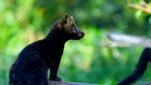 Кедровая тайга и её обитатели.