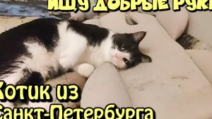 Ищу Добрые руки.Котик из Санкт-Петербурга.