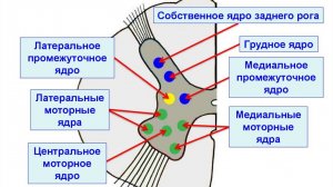 Сазонов С.В. 7. Спинной мозг