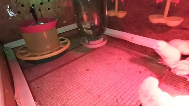 Инкубация бройлерных яиц Росс 308 в Блице Норма и Вегас 🐔 Вывод 2.