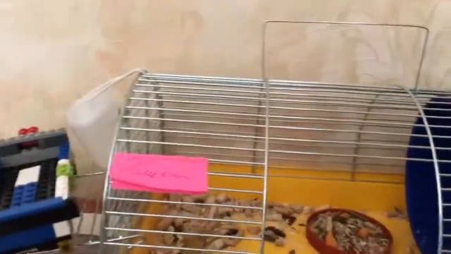 Дрессировка крысы