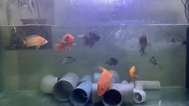 Red Devil Jaguar cichlids смотреть онлайн