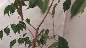 Реанимация фикуса Бенджамина Моник (весна 2024)