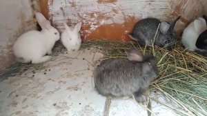 Каннибализм кролей и их причины, что нужно делать