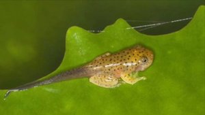 Как Головастик вырастает в лягушку 🐸