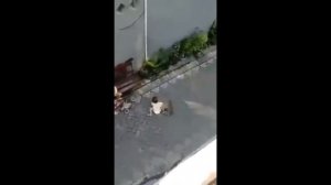 обезьяна пыталась украсть ребенка