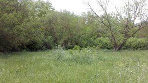 Лес,Соловьи..