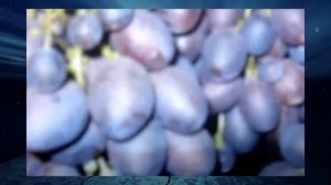 Виноград Костя