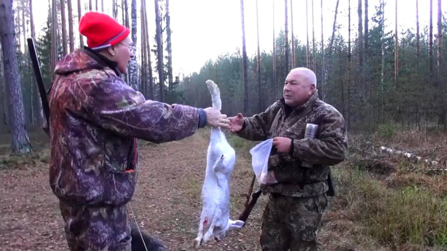 ОХОТА НА ЗАЙЦА ПО ЧЕРНОТРОПУ. РГ Вулкан вл. Лебедев А. и РГ Свирель вл. Шатров В. #охотасгончей