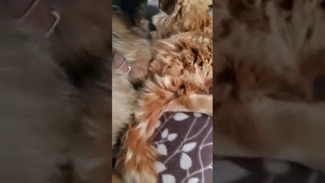 Дружба собаки Бэллы и кота Рыжика смотреть онлайн