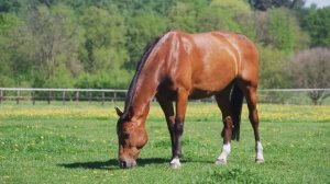 Звук ЛОШАДИ