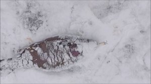 Актив работает в полях (раттлины, резина). Клёвое место, Лосиный остров, нижний водоём.