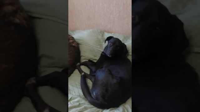 Хозяева из дома, а мыши в пляс #воронеж #юмор #смешныеживотные смотреть онлайн