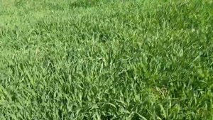 РАЗВИТИЯ ЯЧМЕНЯ ПРИ НОРМЕ ВЫСЕВА 110кг преля 2024 г