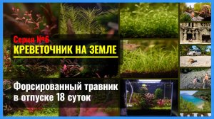 Серия 6. Аквариум 18 дней ОТПУСКА БЕЗ ПРИСМОТРА. Как подготовил и как вернул в нормальный режим