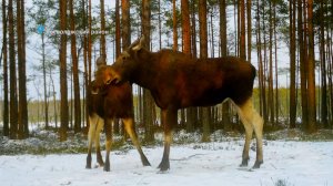 Серые цапли, зимующие в Ленинградской области, проснувшиеся енотовидные собаки и зимняя жизнь лосей