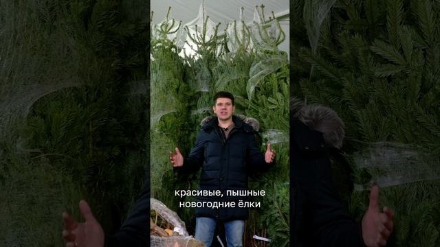Экскурсия по складу: как хранятся Пихты Нордмана | ЖиваяЁлка.рф