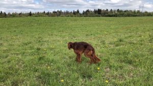 Работа по перепелу с молодыми собаками