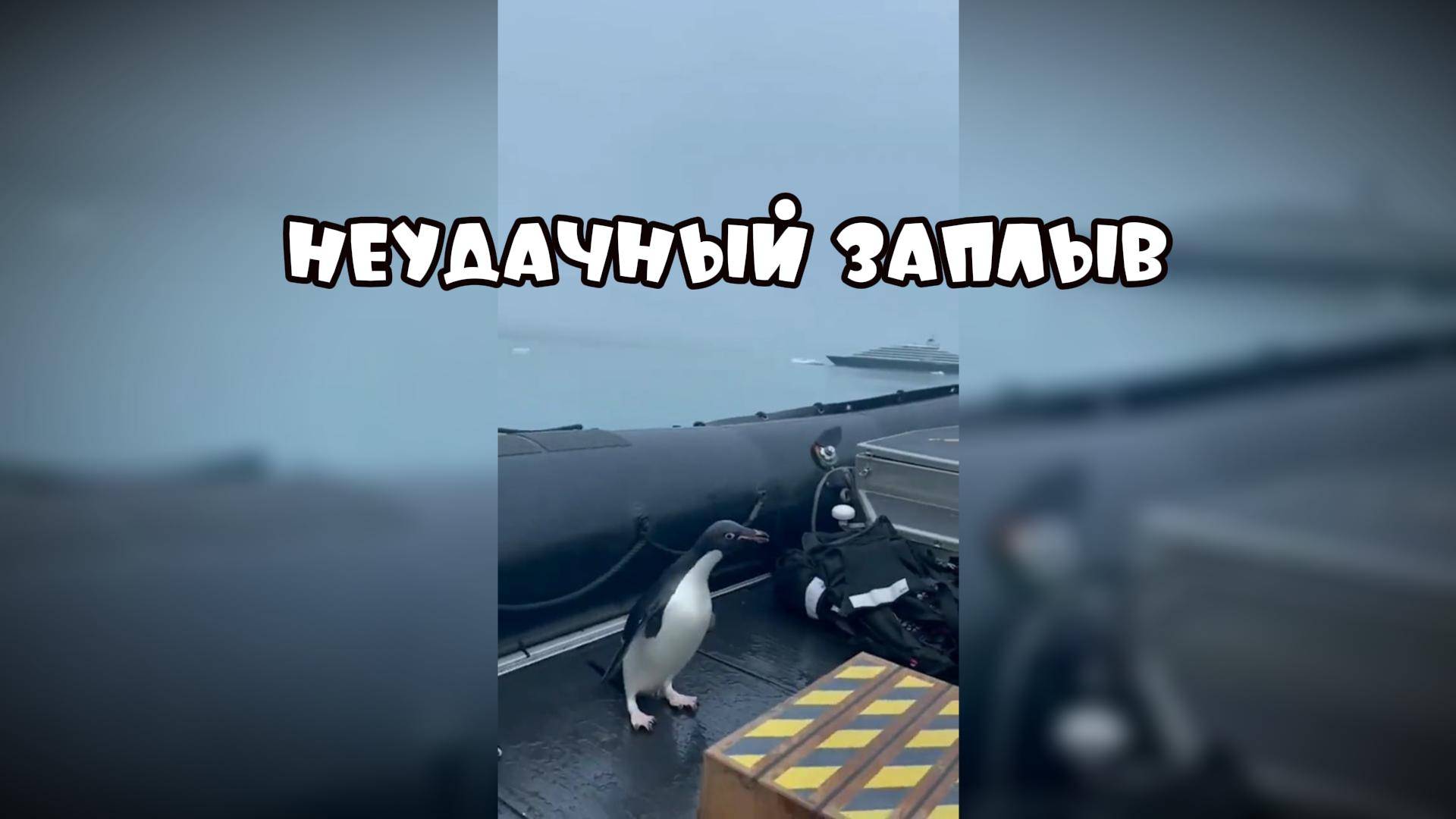 Неудачный заплыв #забавныеживотные
