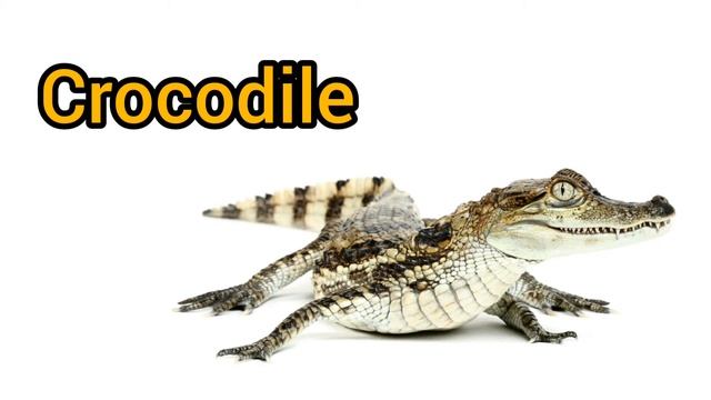 How To Pronounce Crocodile In English