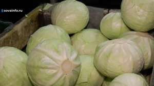 Поддержка молодых специалистов. Овощеводческое предприятие в Безенчукском районе