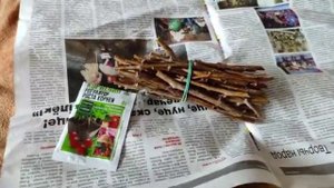 Простой и быстрый способ размножение ремонтантной малины. Как быстро размножить малину. #малина