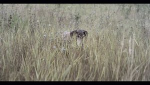 ΝΕΟ Beretta 687 Silver Pigeon III  #perfectshot