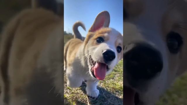 ## dog munna hai Babu 🥰🥰😍😍 shortvideo смотреть онлайн