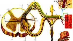 Сазонов С.В. 8. Спинномозговой ганглий