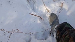 Проверка капканов 2024