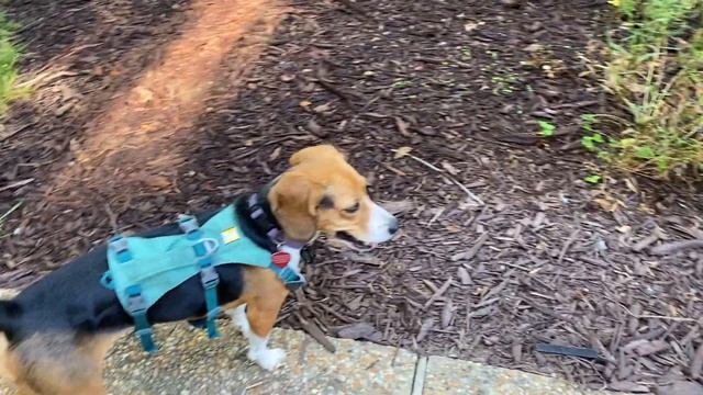 Rocket finds a turtle смотреть онлайн