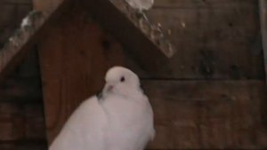 пермские гривуны