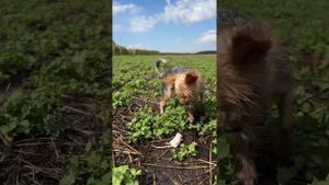 Мыши (крысы) и собака йоркширский терьер! Ловит мышей! Ratting with terriers 18+