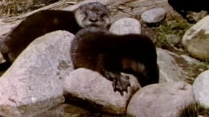 Млекопитающие. Дикий мир 1 сезон 7 серия (документальный сериал, 1999)