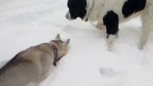 Хаски поймала мышь