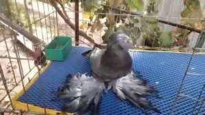узбекские декоративные Голуби