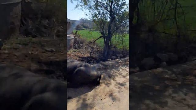 На развалинах Фатехпур Сикри смотреть онлайн