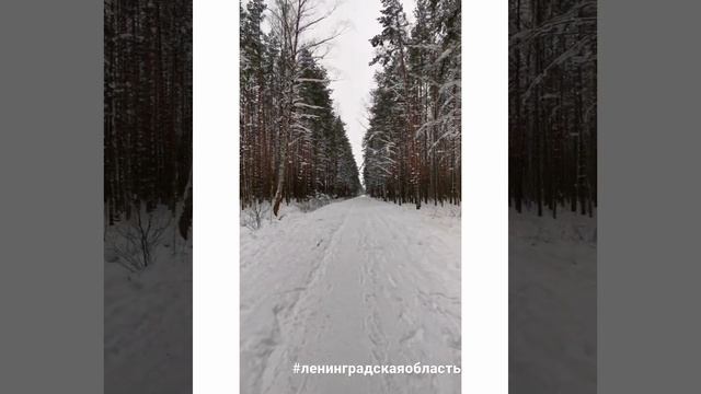 Ленинградская область, Всеволожский район смотреть онлайн