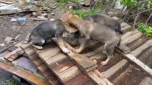 Щенки с Ветошникова.Уфа смотреть онлайн