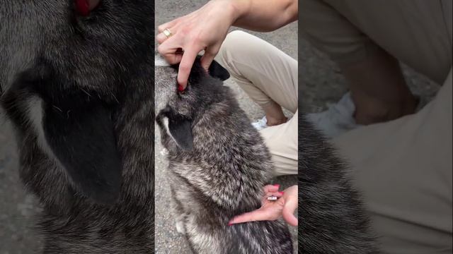 ОБРАБАТЫВАЕМ от паразитов правильно смотреть онлайн