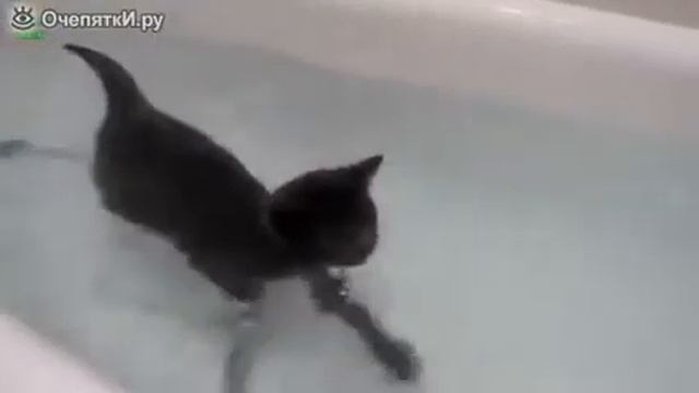 Кошки, которые любят воду смотреть онлайн