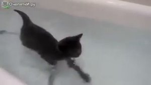 Кошки, которые любят воду