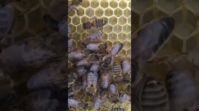 Boz qafqaz arısı. смотреть онлайн