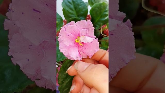 Сортовая Фиалка (Сенполия) РМ-Паолина! Для заказа пишите WhatsApp 89101614167