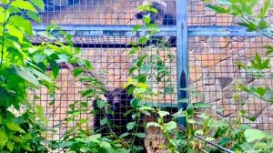 УРА, СВЕРШИЛОСЬ! Лейла и Топтышка наконец-то подружились, даже вместе кушают!