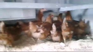 Купили курочек🐔🐔🐔
