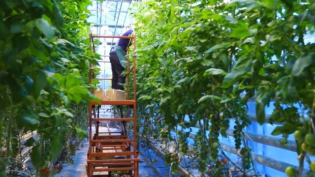 Экскурсия Фонда Кристалл в теплицу Воскресенский смотреть онлайн