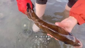 【English sub】小章赶海抓到一条美人鱼！脸上发蓝光，竟然还骂人！【赶海小章】