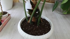 Пересадка комнатных растений! Продолжаю весеннюю пересадку, апрель 2024!